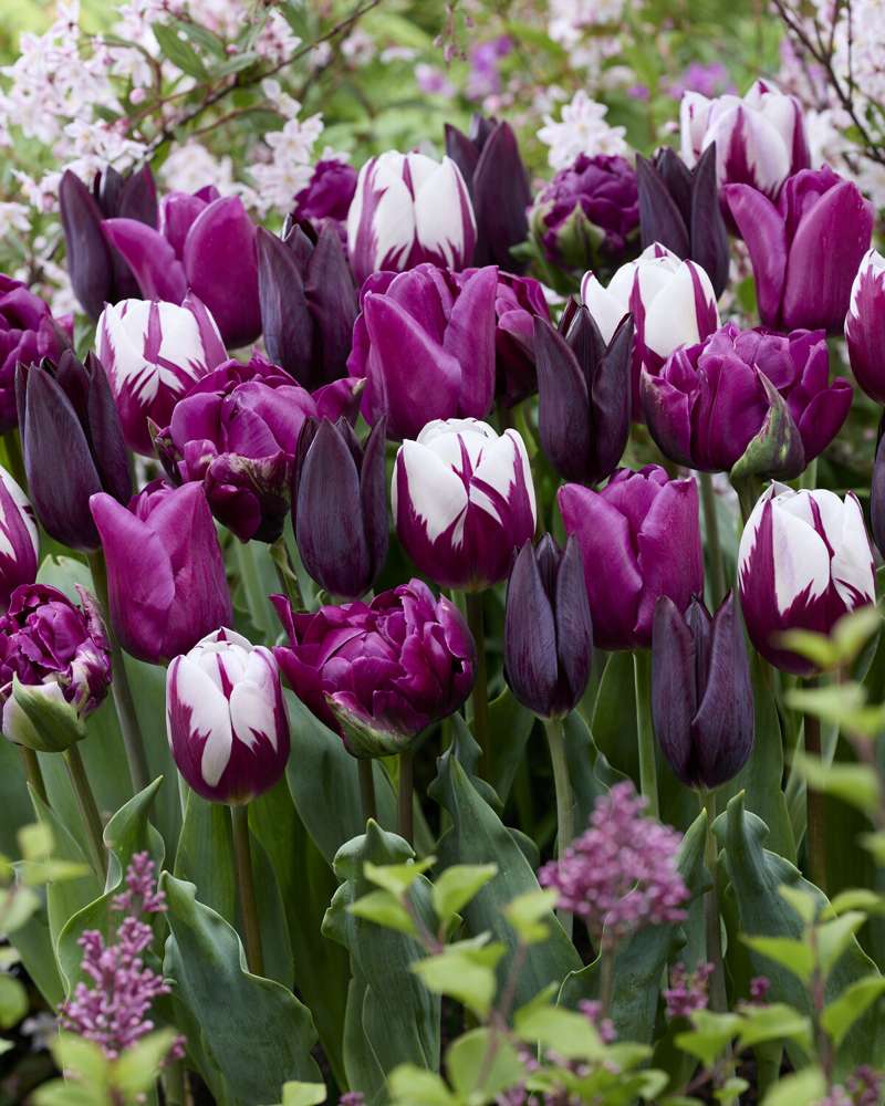 Tulipanblanding 'Purple Velvet'